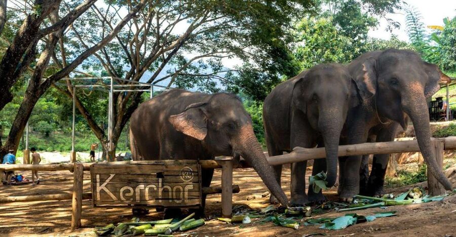 Chiang Mai: Full-Day Kerchor Elephant Eco Park Tour & Trek - What to bring: your checklist for getting wet and not miserable