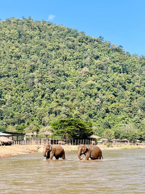 Chiang Mai Full-Day: Trekking, Tubing & Elephant Observation - Elephant observation that focuses on distance and daily life