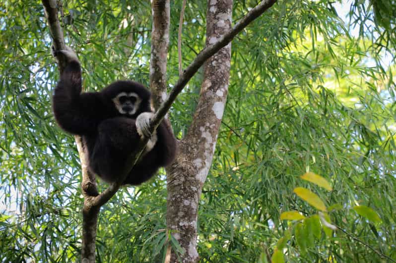 Chiang Mai: Gibbons, Trekking & Mae Kampong Small Group Tour - Key things you’ll remember