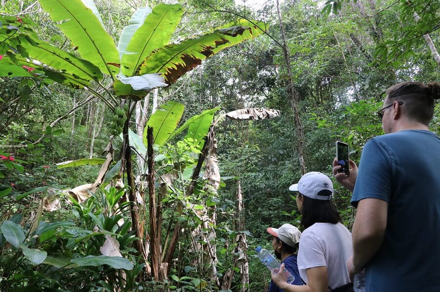 Chiang Mai: Gibbons, Trekking & Mae Kampong Small Group Tour - Chiang Mai to Mae Kampong: the day starts with mountain air