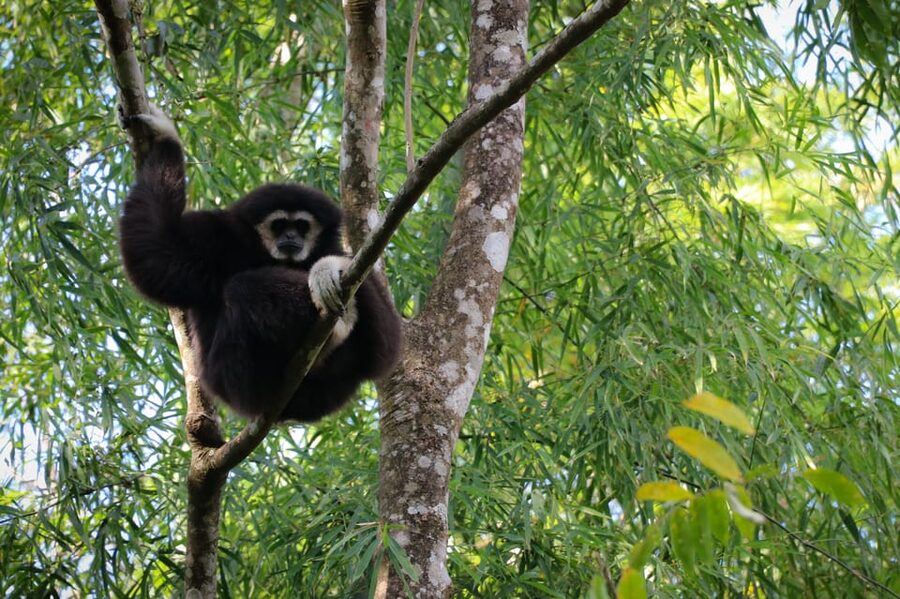 Chiang Mai: Gibbons, Trekking & Mae Kampong Small Group Tour - The steep reality: secret jungle trail and the 900-year-old tree