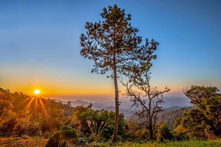 Chiang Mai: Gibbons, Trekking & Mae Kampong Small Group Tour - Coffee with valley views and an included lunch that actually covers diets