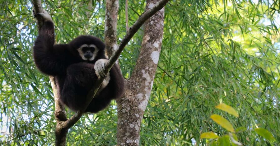 Chiang Mai: Gibbons, Trekking & Mae Kampong Small Group Tour - Price and value: what $77 buys you in the real world