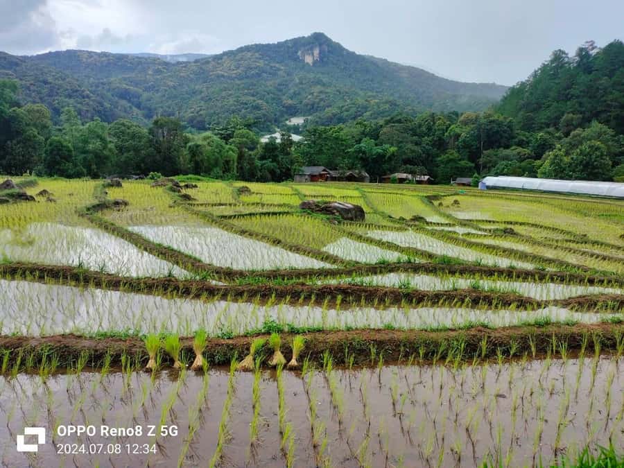 Chiang Mai: Mae Ya Waterfall & Pha Dok Siew Trail Trek - Pha Dok Siew Nature Trail Trek: Forest, Farms, and Plant Learning