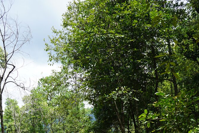 Chiang Mai Trekking Tour :Full day (no rafting) - Jungle trekking in the Doi Inthanon area: pace, footing, and payoff