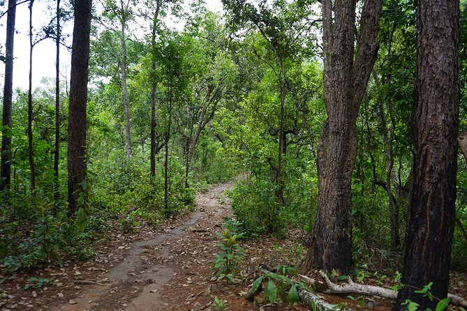 Chiang Mai Trekking Tour :Full day (no rafting) - Lunch in nature, plus the small touches that make it feel local