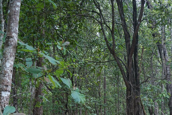 Chiang Mai Trekking Tour :Full day (no rafting) - Price and value: is $64.53 a fair deal?
