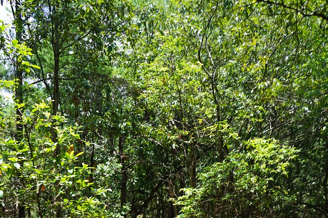 Chiang Mai Trekking Tour :Full day (no rafting) - What to pack and how to get comfortable