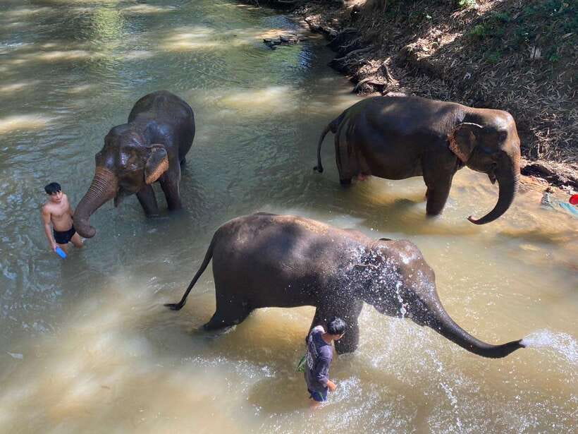 Chiang Mai Untouched Elephant: Nature Walk & Waterfall Trek - Why This Elephant Day Feels More Like Real Care