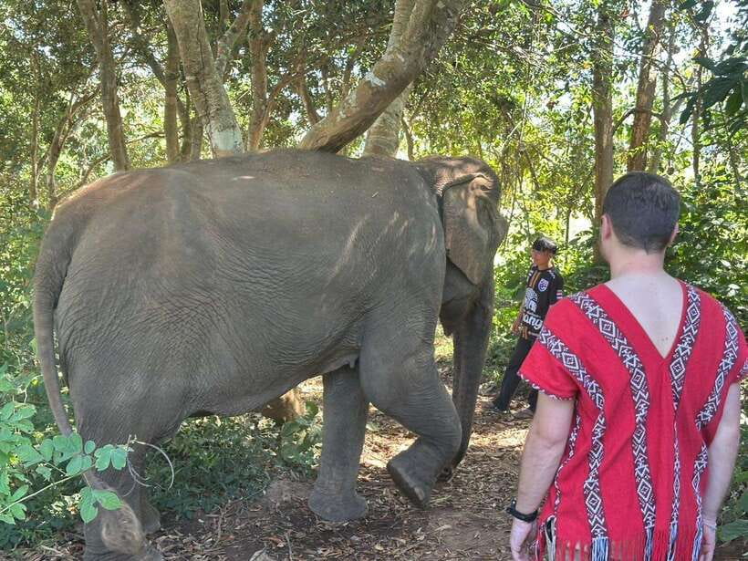 Chiang Mai Untouched Elephant: Nature Walk & Waterfall Trek - Elephant Care: Food Prep, Hand-Feeding, and Learning Their Pace