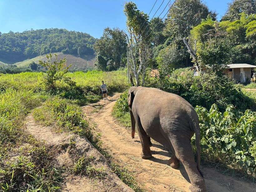 Chiang Mai Untouched Elephant: Nature Walk & Waterfall Trek - The River Mud Spa: Bathe, Splash, and Keep It Respectful