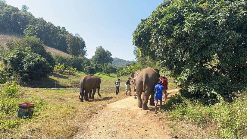 Chiang Mai Untouched Elephant: Nature Walk & Waterfall Trek - Mae Wang Waterfall: A Nature Break With Real-World Crowds