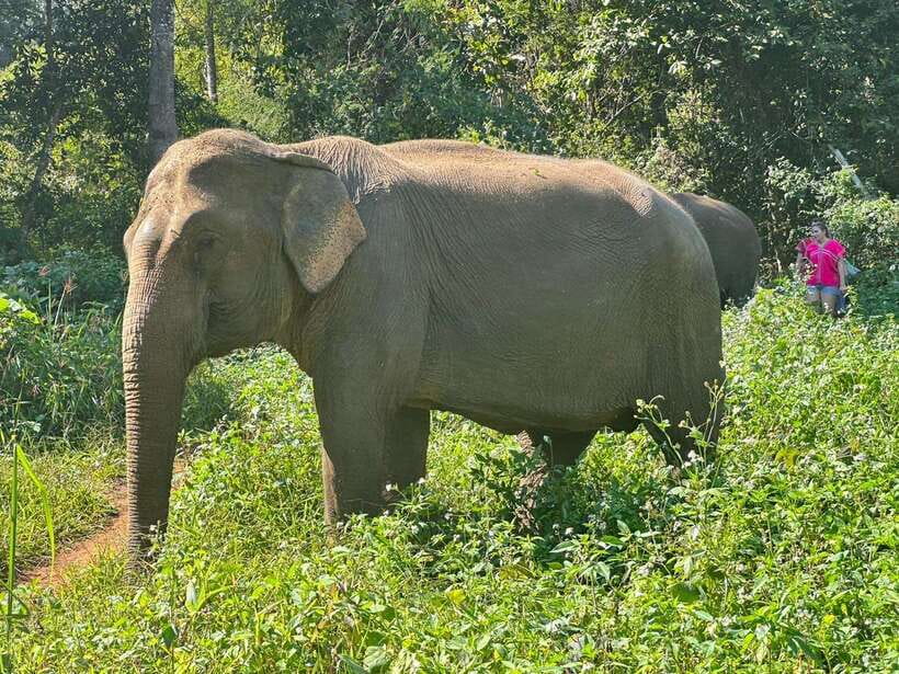 Chiang Mai Untouched Elephant: Nature Walk & Waterfall Trek - Price and Value: Is $51 Worth It?