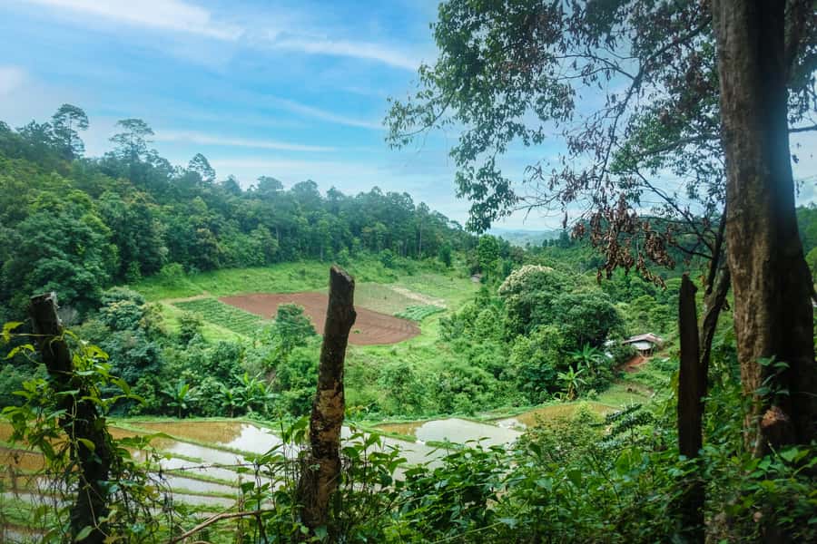 Chiangmai hilltribe Coffee Forest : Trek Plant Roast & Brew - Planting your own coffee tree: a real farm moment