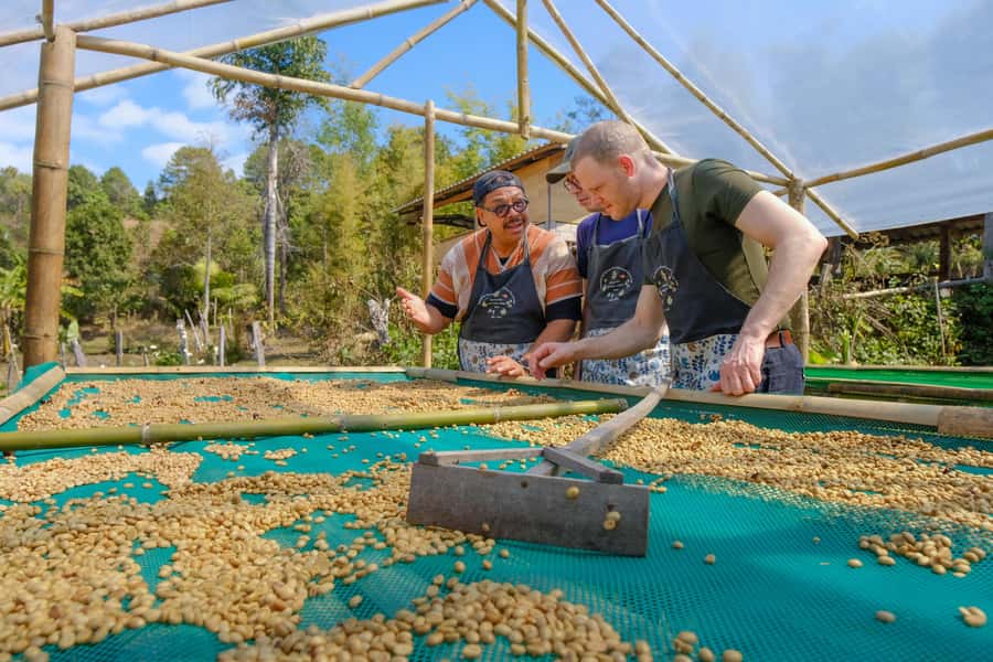 Chiangmai hilltribe Coffee Forest : Trek Plant Roast & Brew - Organic farm-to-table vegetarian lunch (and what makes it better)