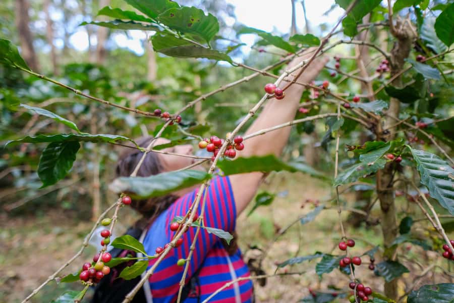 Chiangmai hilltribe Coffee Forest : Trek Plant Roast & Brew - The 4WD off-road transfer and forest trek pace