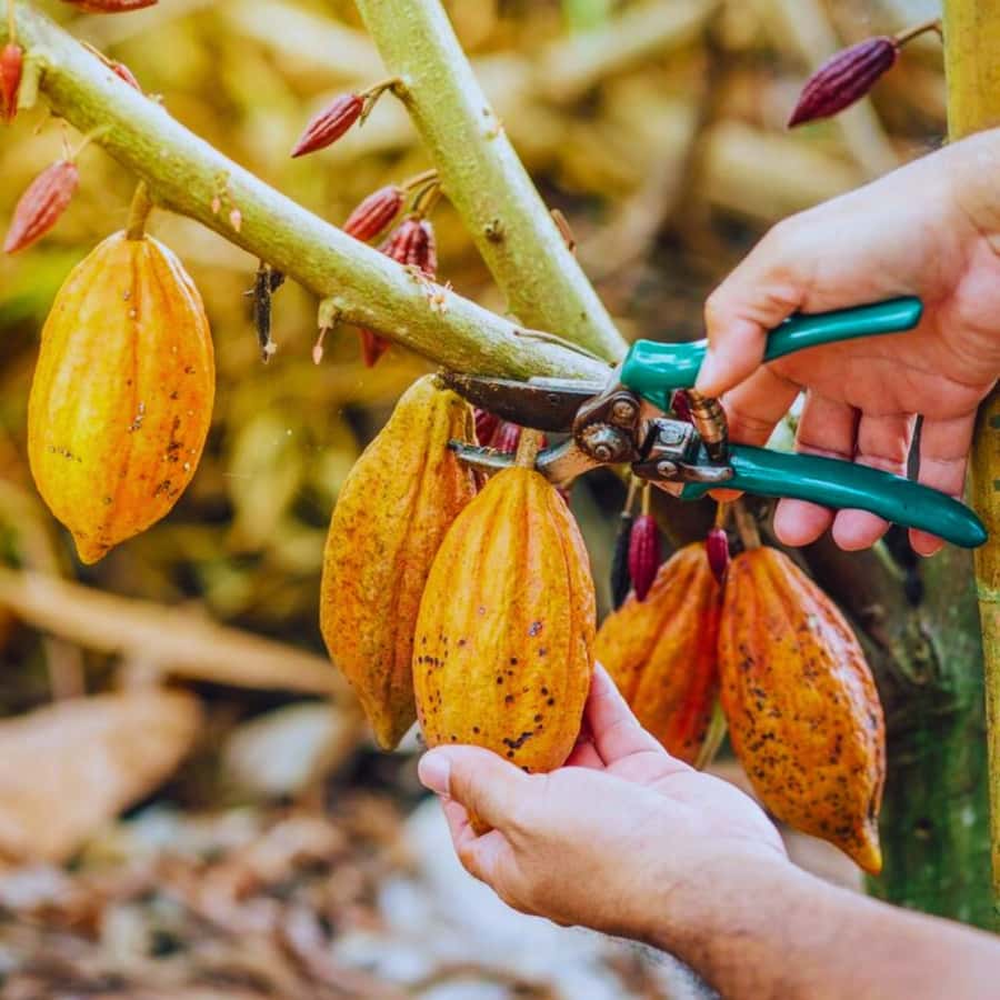 Coffee, Cocoa and Trekking Tour in Minca: Nature, Crops and Production - Minca’s Coffee and Cocoa Trail: What You’re Really Paying For