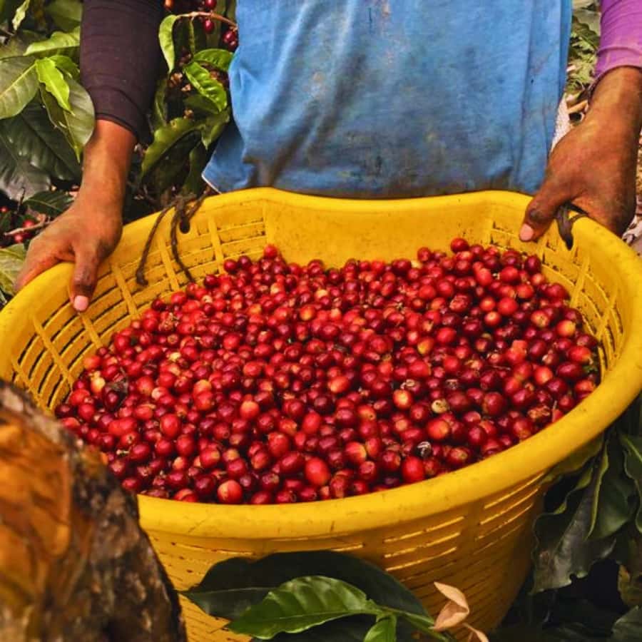 Coffee, Cocoa and Trekking Tour in Minca: Nature, Crops and Production - Minca Park to the Trail System: Biodiversity Walks and Real Context