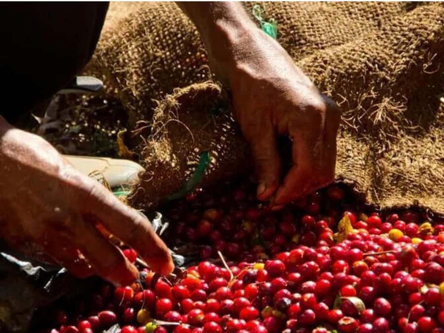 Coffee, Cocoa and Trekking Tour in Minca: Nature, Crops and Production - Practical Gear and Trail Reality in Minca