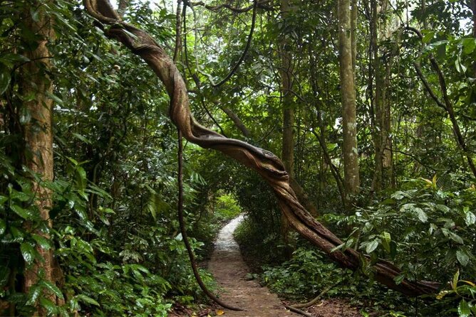 Cuc Phuong National Park Private Day Tour: Trekking & Primates - Hanoi Opera House Stop and the Return Drive: Plan for Late Afternoon Reset