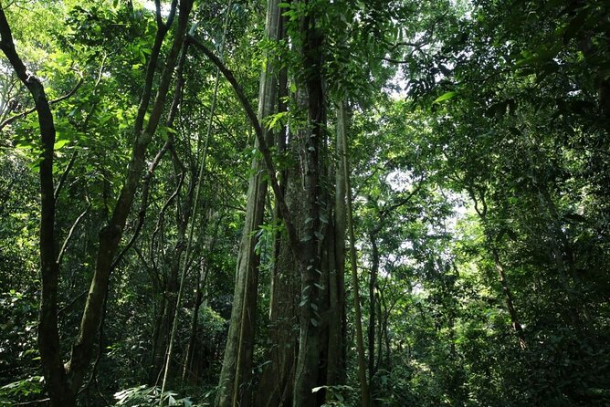 Cuc Phuong National Park Private Day Tour: Trekking & Primates - How the Trek Really Feels: Steps, Weather, and Being Smart With Gear