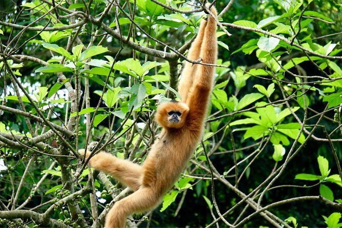 Cuc Phuong National Park Private Day Tour: Trekking & Primates - Who This Tour Suits Best (and Who Should Rethink It)
