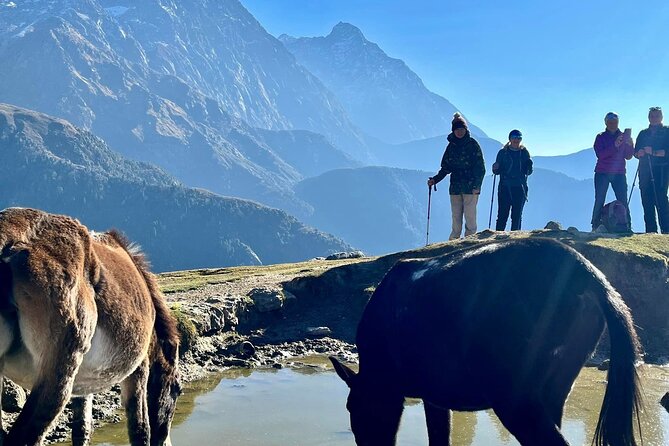 Dalai Lama Himalayan Trek - Kareri to the First Trek Rhythm: Donkeys Do the Heavy Lifting