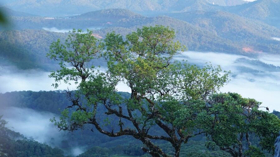Dalat Trekking to Langbiang mt - Should you book Dalat Trekking to Langbiang Mountain?