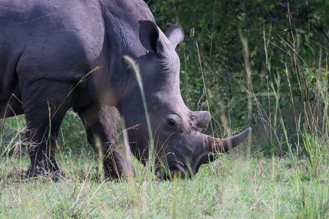 Day Tour Of Ziwa Rhino Sanctuary and Wildlife Ranch - ZIWA RHINO TREKKING - Quick take: what makes this day trek special
