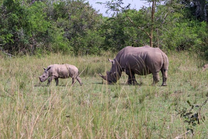 Day Tour Of Ziwa Rhino Sanctuary and Wildlife Ranch - ZIWA RHINO TREKKING - Rhino Fund Uganda: what the walk feels like