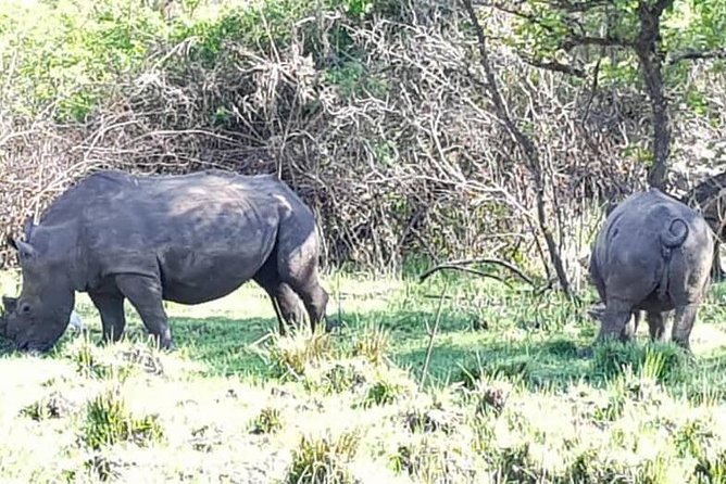 Day Tour Of Ziwa Rhino Sanctuary and Wildlife Ranch - ZIWA RHINO TREKKING - Wildlife you can realistically spot besides white rhinos