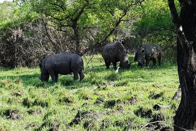 Day Tour Of Ziwa Rhino Sanctuary and Wildlife Ranch - ZIWA RHINO TREKKING - Birding at Ziwa: the shoebill stork question