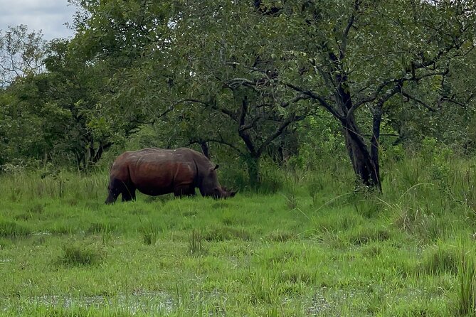 Day Tour Of Ziwa Rhino Sanctuary and Wildlife Ranch - ZIWA RHINO TREKKING - Lunch, comfort, and the costs that stay controlled