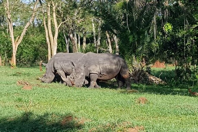 Day Tour Of Ziwa Rhino Sanctuary and Wildlife Ranch - ZIWA RHINO TREKKING - Price and value: is $300 per person worth it?