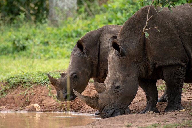 Day Tour Of Ziwa Rhino Sanctuary and Wildlife Ranch - ZIWA RHINO TREKKING - Getting to Ziwa from Kampala: timing and transport