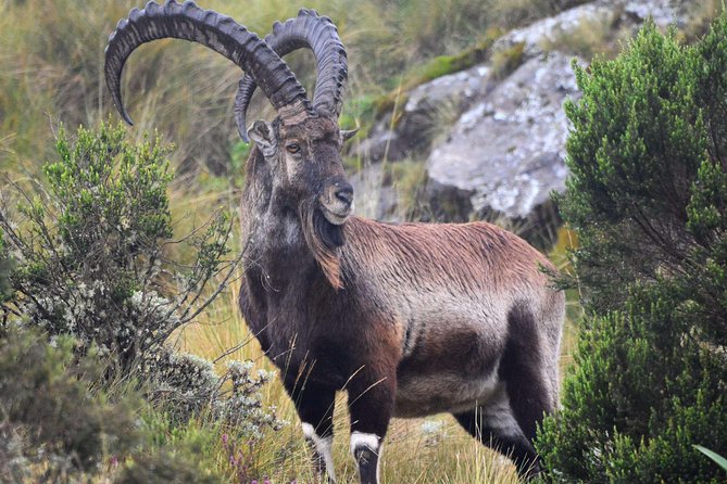 Day trek to Simien Mountain - What’s included, and where the value really shows