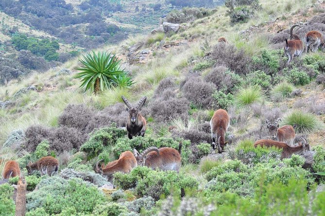Day trek to Simien Mountain - Smooth coordination: names you might see behind the scenes