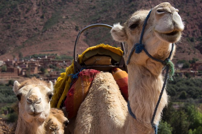 Day Trekking Atlas Mountains - Asni at the Gate of the Atlas (Moulay Ibrahim Valley)