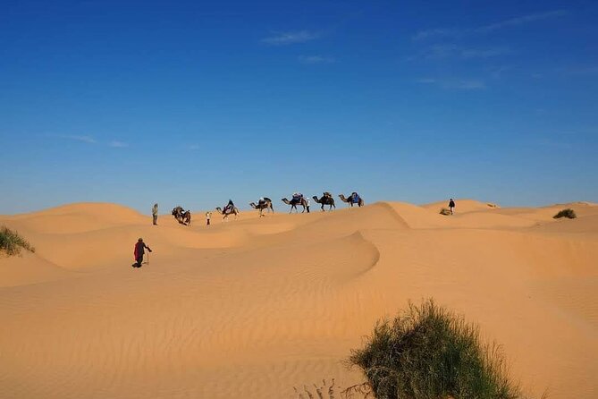 Desert tours and adventurous camel trekking through the Sahara - Your first Bedouin night: tents, stars, and that fine-sand quiet