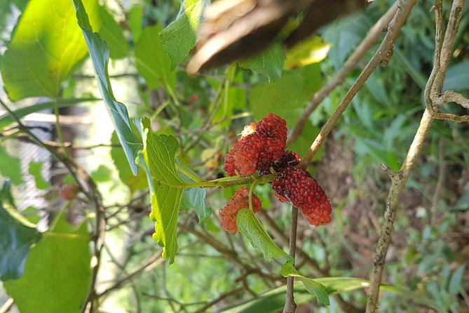 Doi inthanon National Park + 2Hour Fantastic Trekking with Lunch - Price and value: what $50.80 covers and what it doesn’t