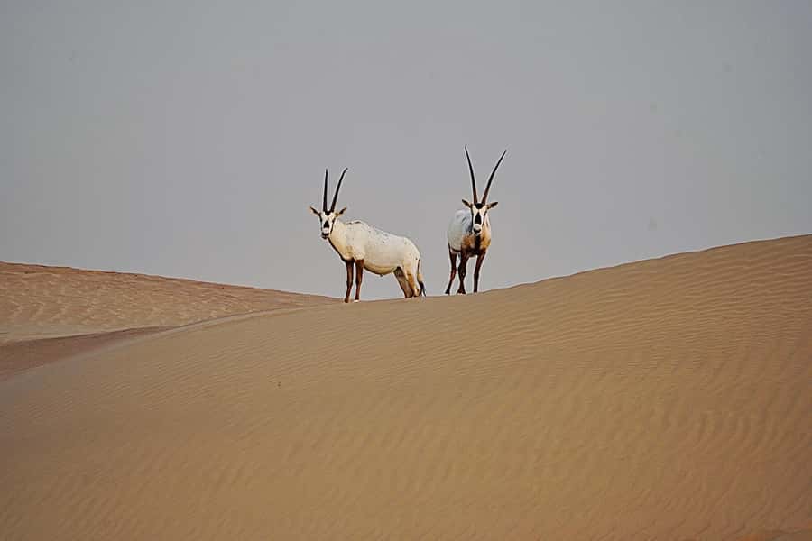 Dubai: Half-Day Camel Trekking with Al Marmoom Breakfast - Breakfast at the Bedouin village: what’s included and how it lands