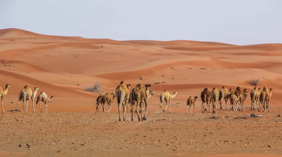 Dubai Sunrise Desert Camel Trek with Breakfast - Key things I’d book this for