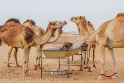 Dubai Sunrise Desert Camel Trek with Breakfast - The 4AM pickup and the 4x4 ride you’ll be glad you paid for