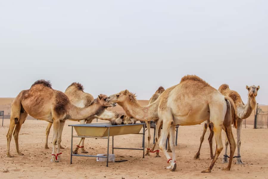 Dubai Sunrise Desert Camel Trek with Breakfast - Camel trek for 30–40 minutes: the slow part of the morning