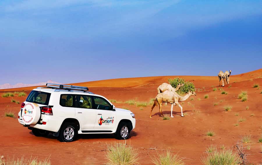 Dubai Sunrise Desert Camel Trek with Breakfast - Breakfast box in low seating: Arabian-style, practical, and filling