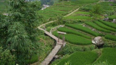Easy Trek in Sapa mountain : Y Linh Ho - Lao Chai - Ta Van - Cat Cát Road to the Muong Hoa Hanging Bridge: Bamboo, Steps, and Photo Stops