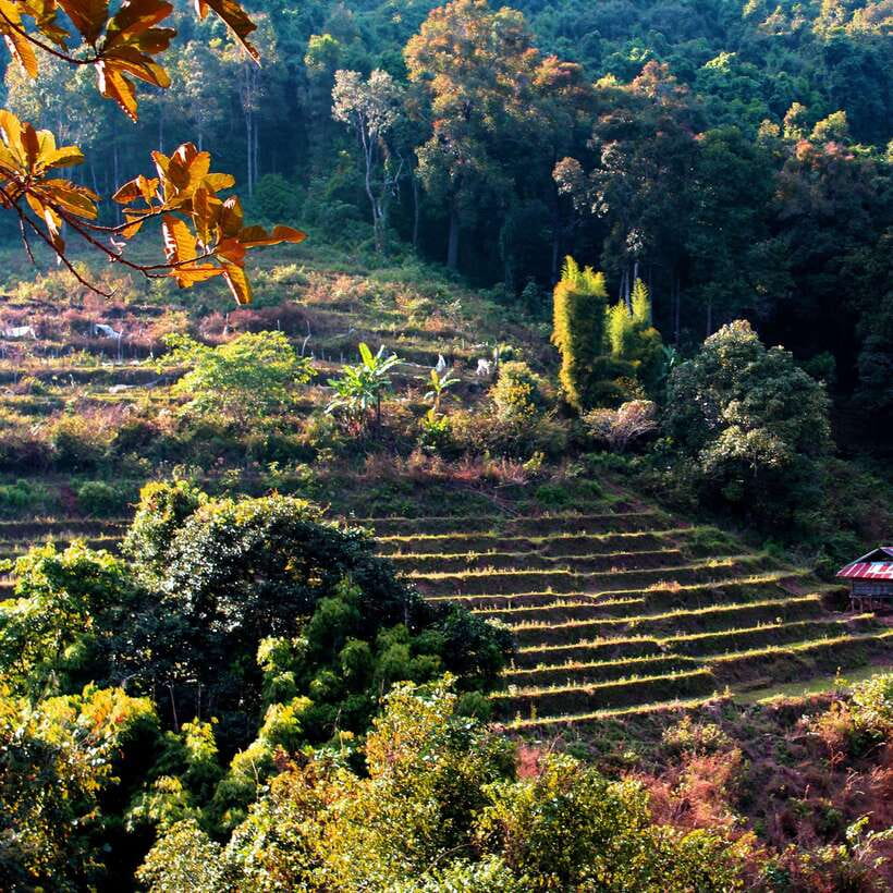 Eco-Friendly: Doi Inthanon & Pha Dok Siew Trekking Day Trip - Thailand’s Highest Area and the King & Queen Pagodas: More Than a Quick Photo Stop