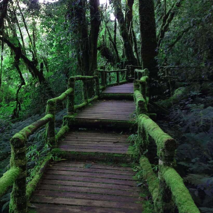 Eco-Friendly: Doi Inthanon & Pha Dok Siew Trekking Day Trip - Pha Dok Siew Nature Trail: The Walk That Sets Your Day’s Tone