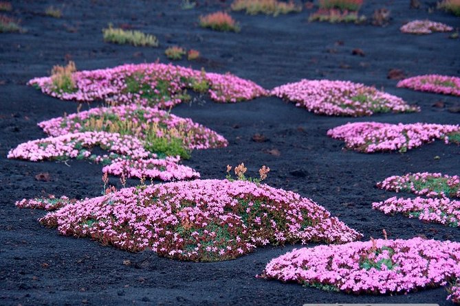 Etna 3000 from the south with Cable Car and trekking – Morning or Afternoon - Up toward the 2001 eruption crater and summit viewpoints
