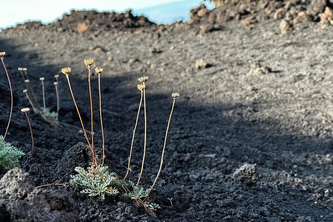 Etna Morning or Sunset - Trek & Lava Tunnel with Gear - Stop 2: Craters Silvestri hike—what you’re seeing and why it matters